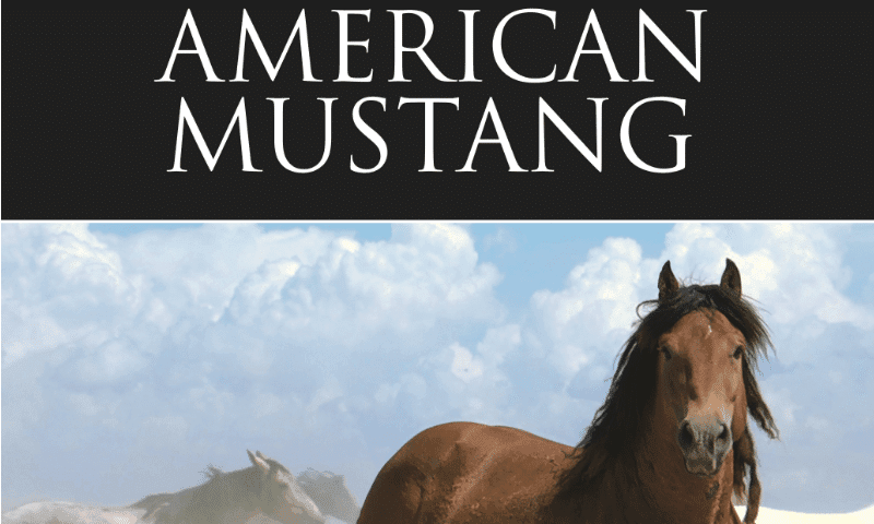American Mustang
